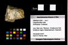 Foto (Objekt + Etikett) von Cengodromites ovale  (NHMW-GEO-1990-0041-2591)